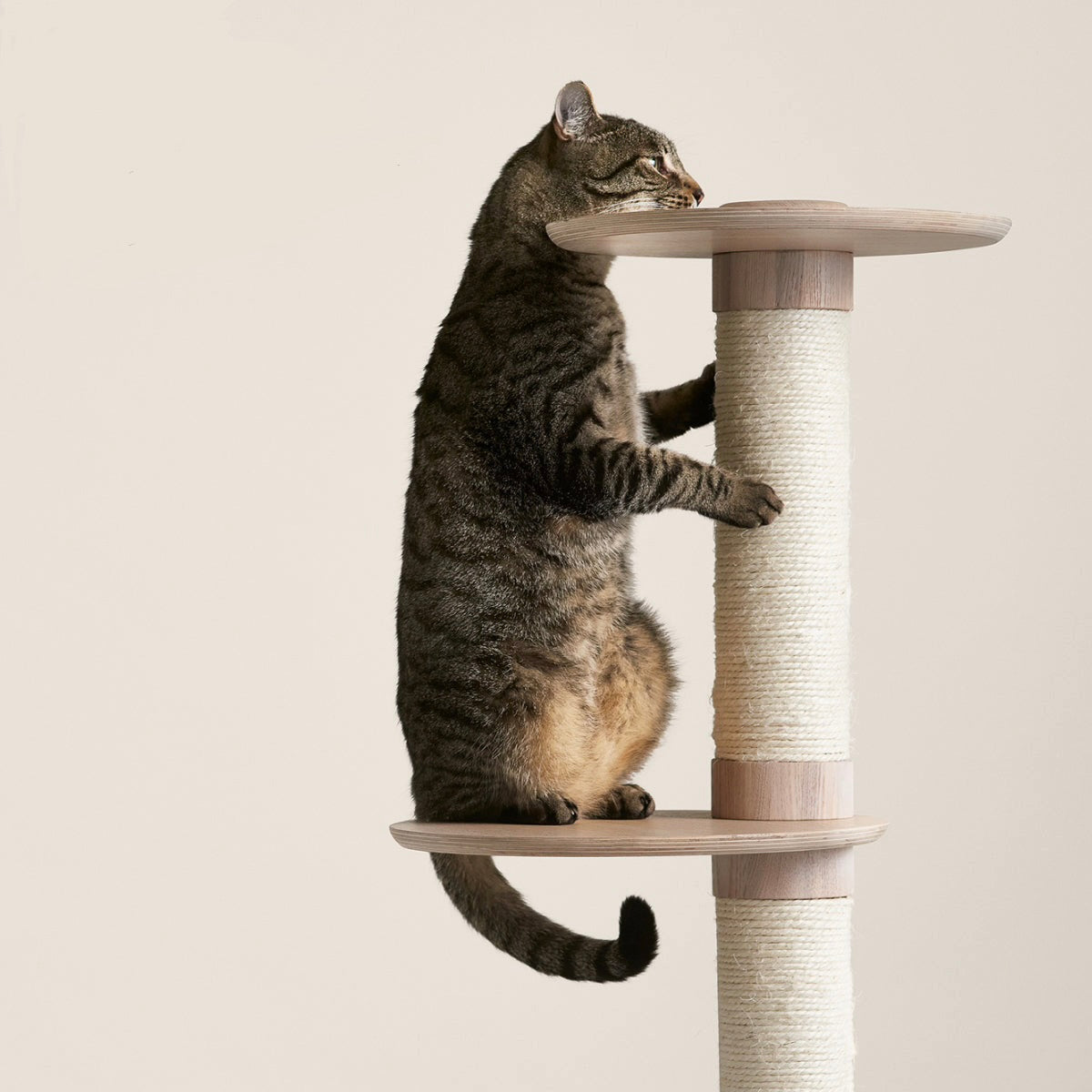 Modern Cat Climbing Tower